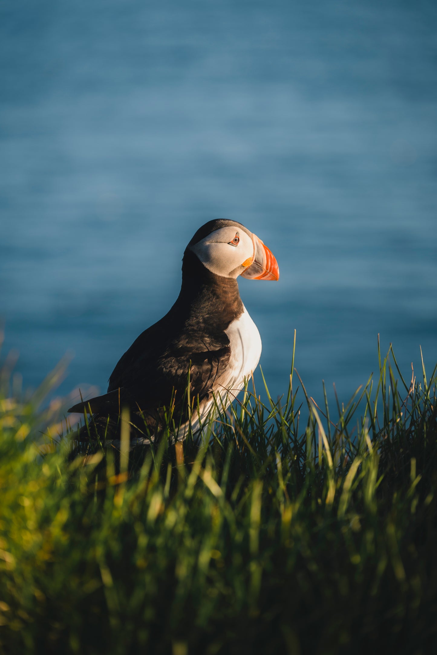 Westfjords, Iceland - Puffin Under the Midnight Sun