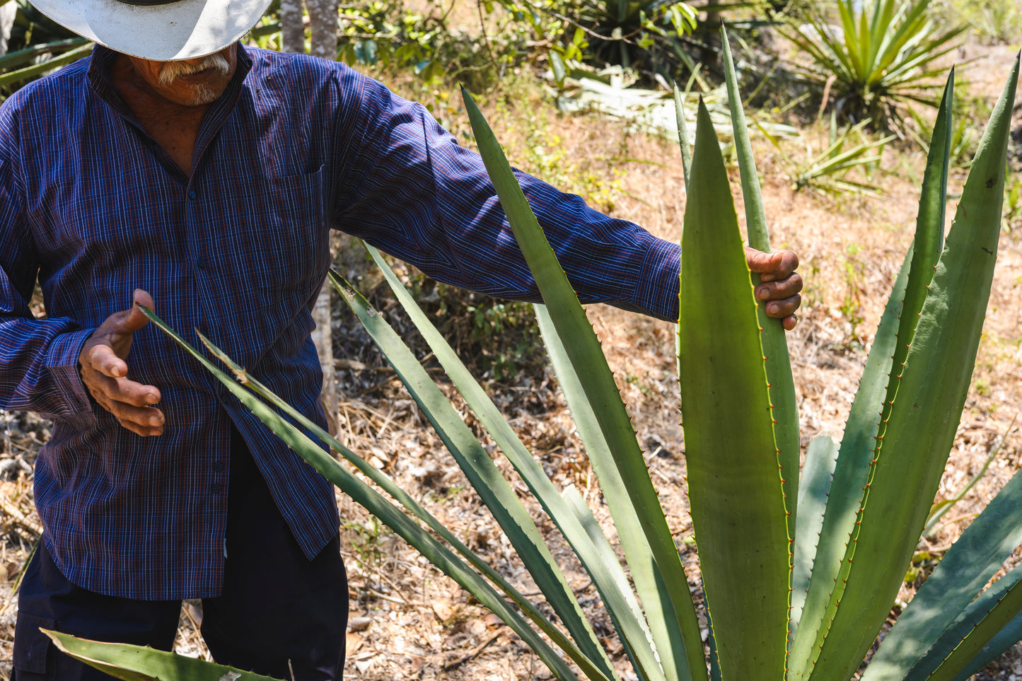 Cabo Corrientes, Mexico - Raicillero