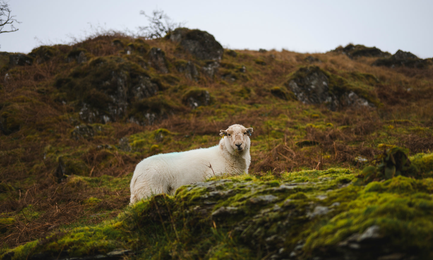 Snowdonia, Wales - Sheep in the Mountains