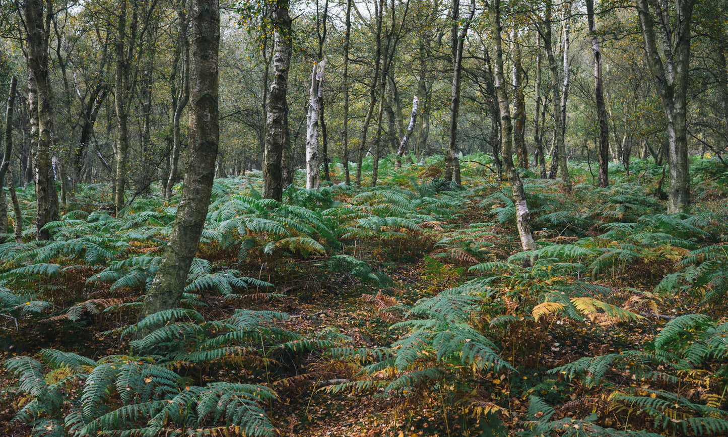 Yorkshire, England - Woodland Escape