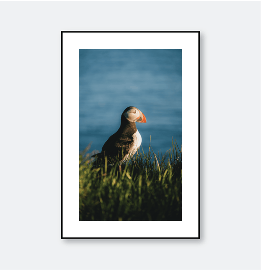 Westfjords, Iceland - Puffin Under the Midnight Sun