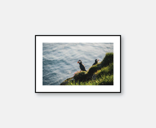 Látrabjarg, Iceland - Cliffside Puffins