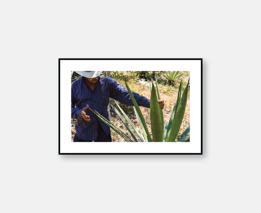 Cabo Corrientes, Mexico - Raicillero