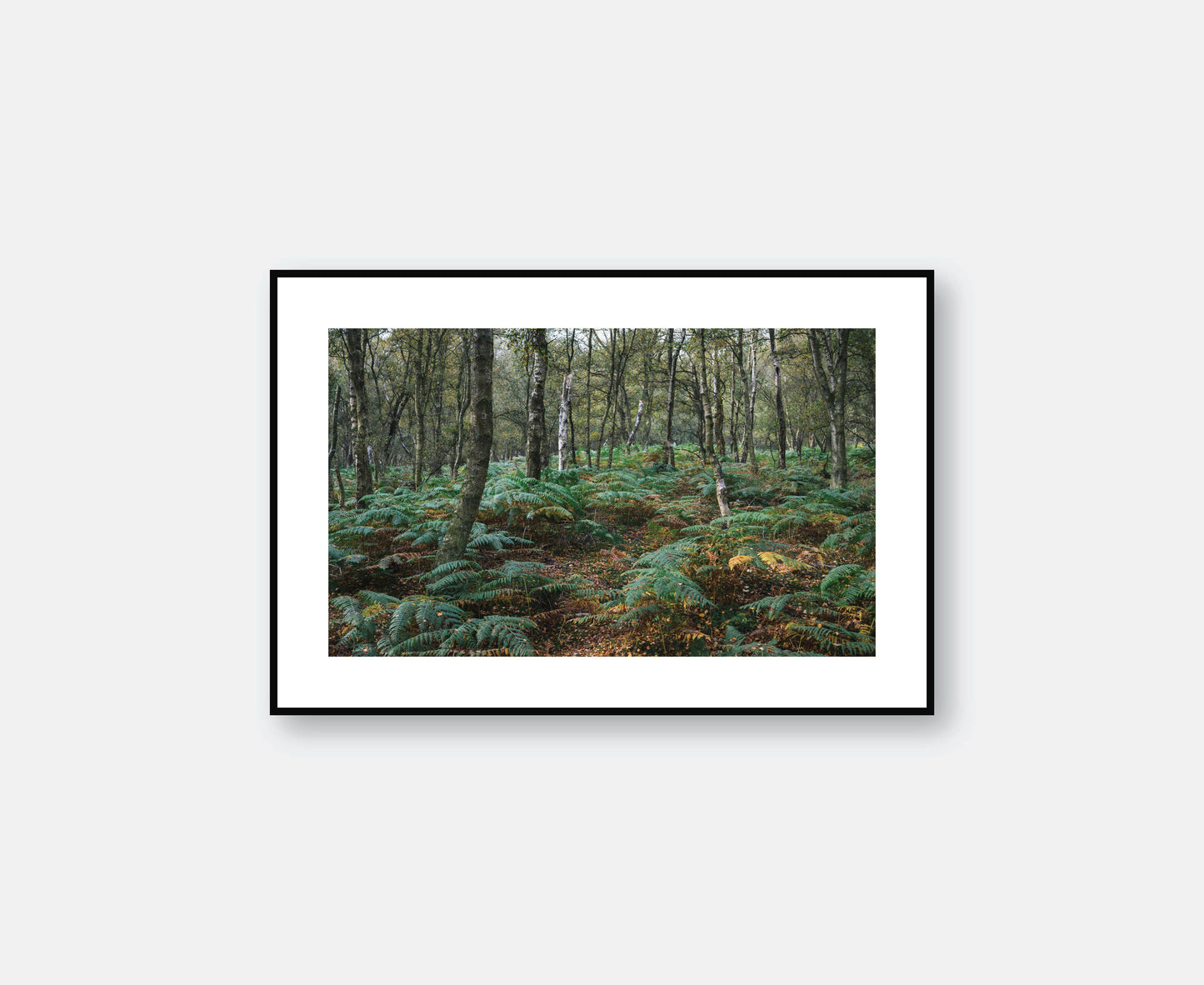 Yorkshire, England - Woodland Escape