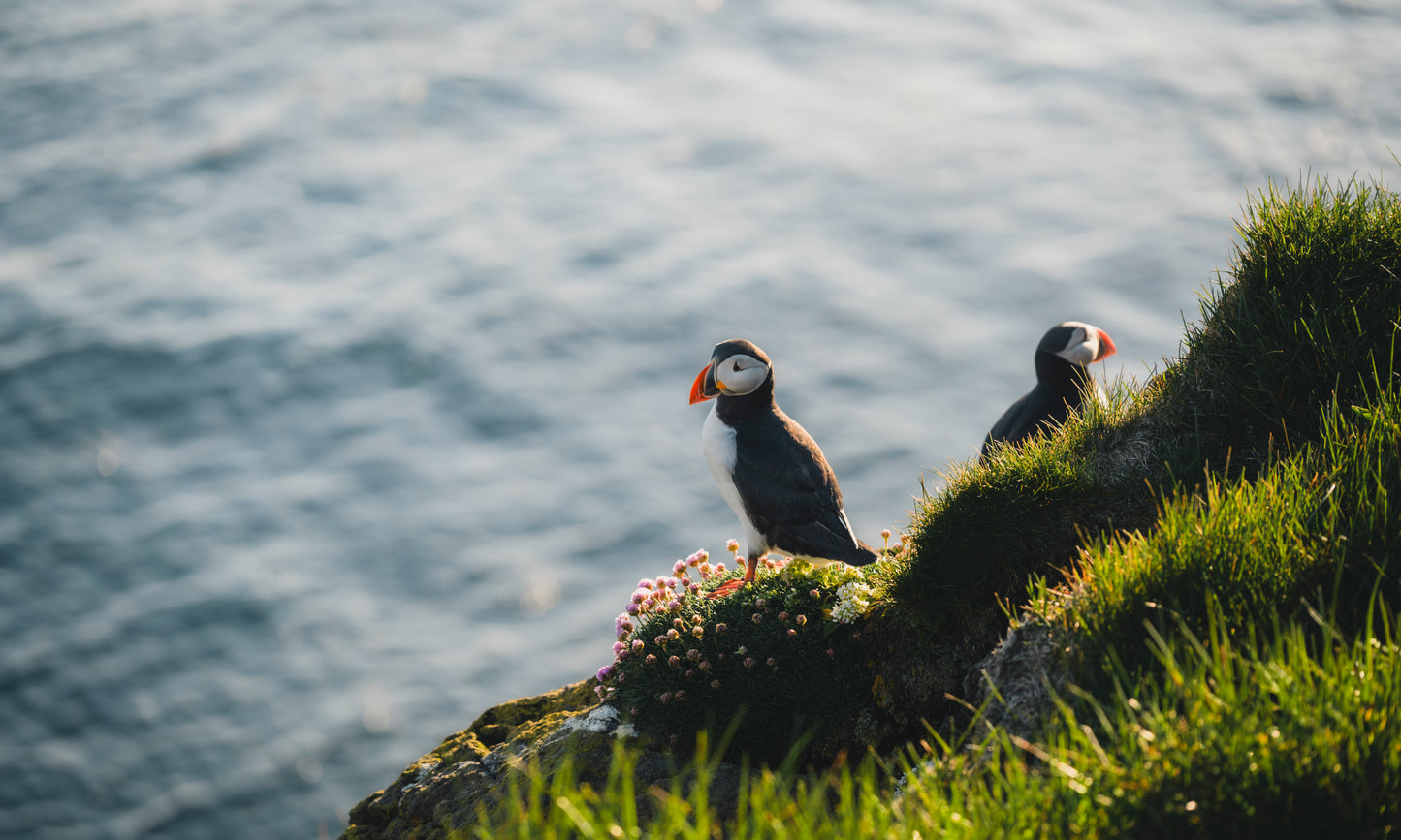 Látrabjarg, Iceland - Cliffside Puffins