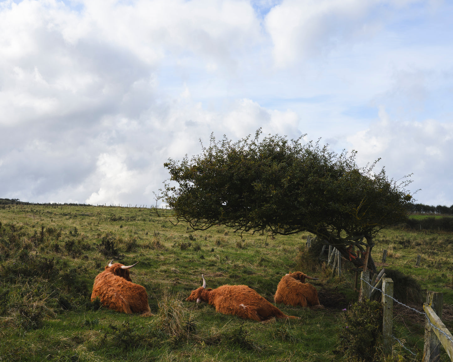 Yorkshire, England - Lazy Cows